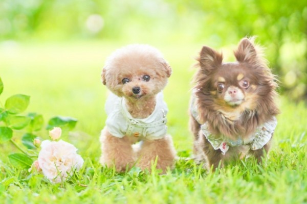 佐賀県で愛犬とおでかけ！気軽に立ち寄れるカフェやペットと泊まれる宿を愛犬家目線でピックアップ