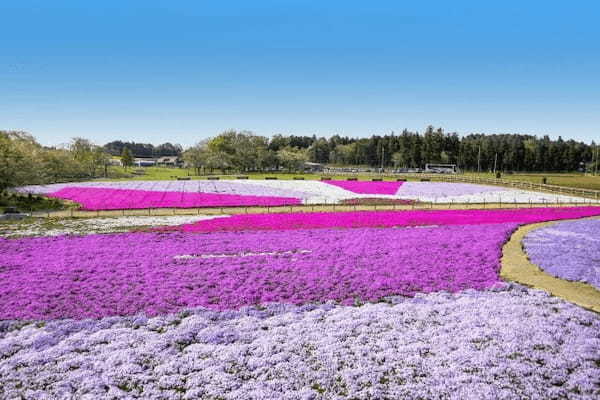 芝桜の花言葉とは?地面いっぱいに咲くかわいらしい姿から付けられたその花言葉をご紹介!!