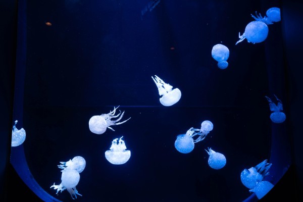 【連載】沖縄の水族館「美ら海水族館」「かりゆし水族館」どちらがおすすめ？