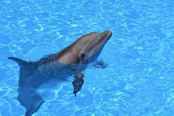 【読めたらスゴイ！】「海豚」とは一体何のこと！？とても賢い水族館の人気者ですが・・・この漢字を読めますか？