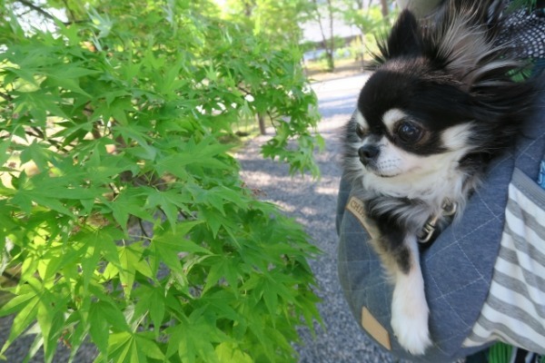 石川県で愛犬とおでかけ！気軽に立ち寄れるカフェやペットと泊まれる宿を愛犬家目線でピックアップ