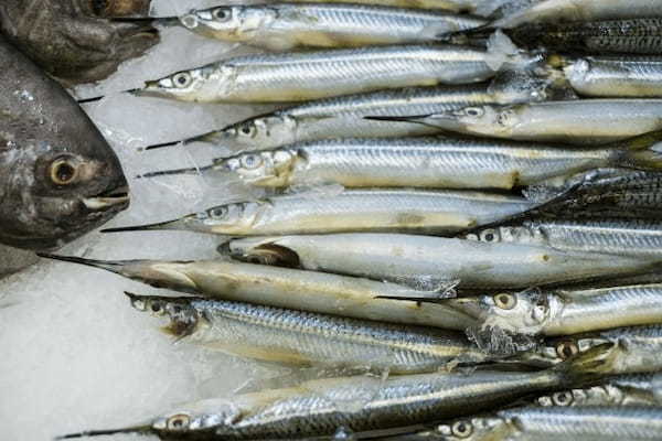 非常に危険な魚の「ダツ」とはいったいどんな魚?その危険性は姿を見れば一目瞭然!!