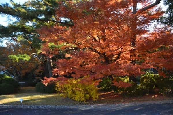 【2022年】紅葉の見頃はいつまで?穴場から定番までおすすめスポット24選