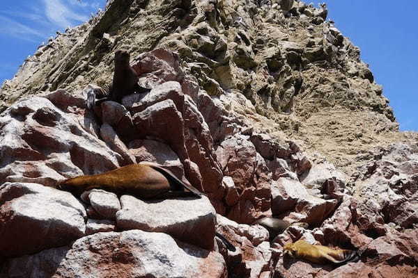 ペルーのリトル・ガラパゴス、パラカスのバジェスタス諸島