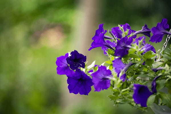園芸種としても人気のペチュニアの花言葉は?その名前の由来は違う植物にあった!