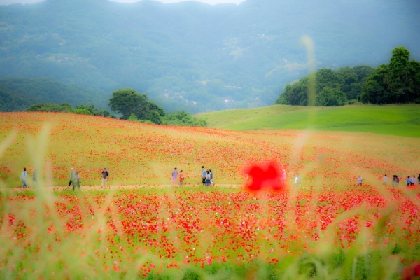 【連載】旅行好きと春を探しに出かけよう！春の時期におすすめ観光スポット4選