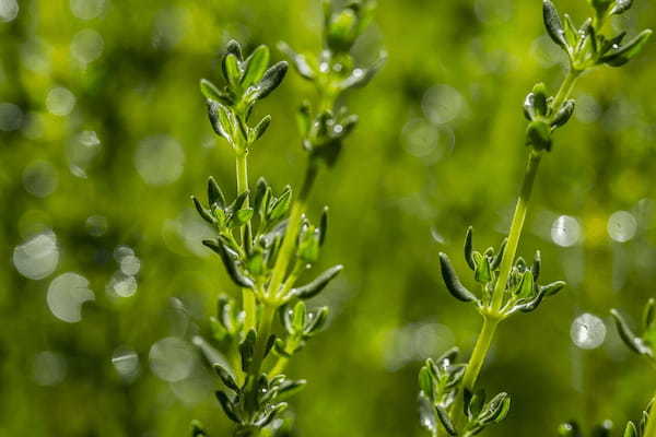 「タイム」という名の植物があるって本当？どんな由来を持つハーブなの？