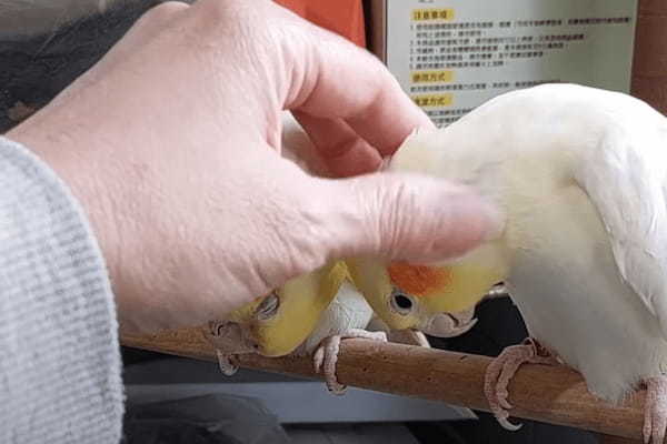 飼い主さんを巡ってオカメインコたちがバトル！？気持ちいいナデナデをどちらがしてもらうかで揉め始めたようですよ！！