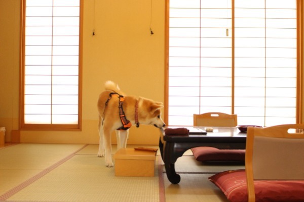 秋田県で愛犬とおでかけ！気軽に立ち寄れるカフェやペットと泊まれる宿を愛犬家目線でピックアップ