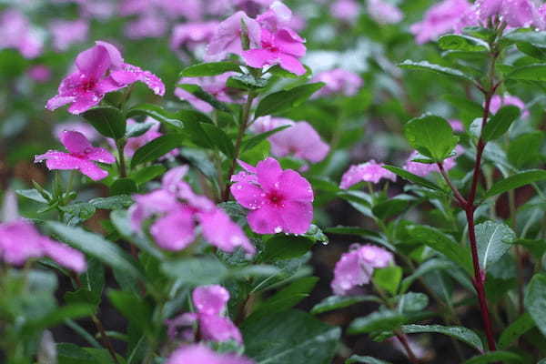 ニチニチソウの花言葉は?その名前の由来は花の咲く様子にあった