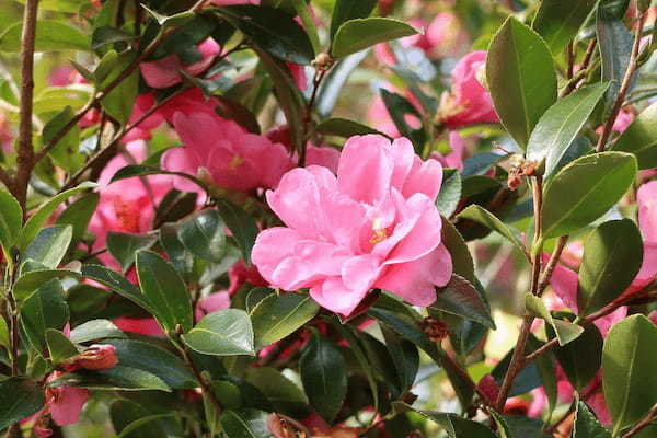そっくりな花「山茶花」と「椿」、その違いは?それぞれの花言葉はなに?