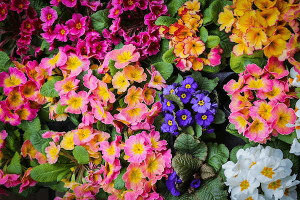 冬や春に咲く「プリムラ」の花言葉は？その特徴や名前の由来は？