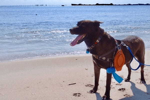 神奈川県で愛犬とおでかけ！気軽に立ち寄れるカフェやペットと泊まれる宿を愛犬家目線でピックアップ