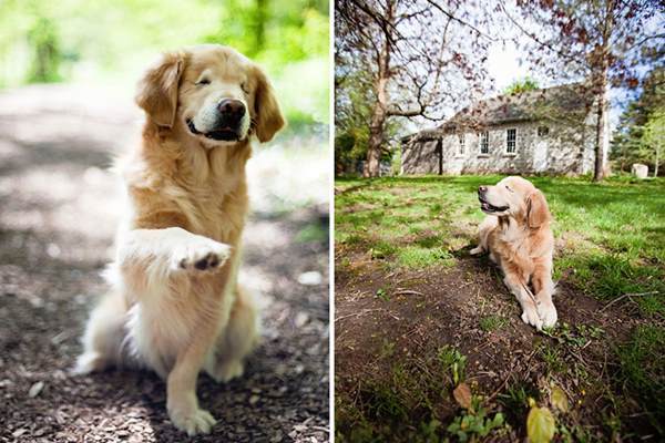 生まれつき目がない犬がセラピードッグとして活躍する姿に勇気がでる