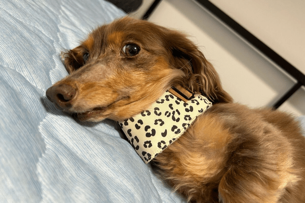 犬の暑さ対策