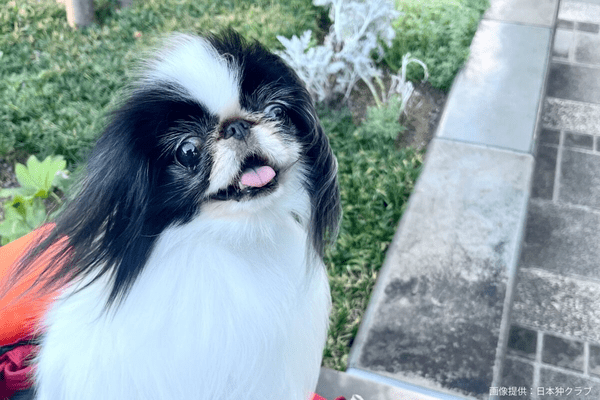 狆