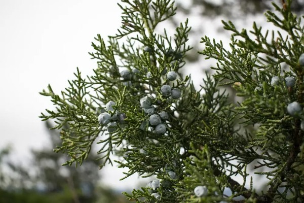 【連載】クリスマスリースに使える生花はどれ？花屋で買える花材＜枝もの編＞