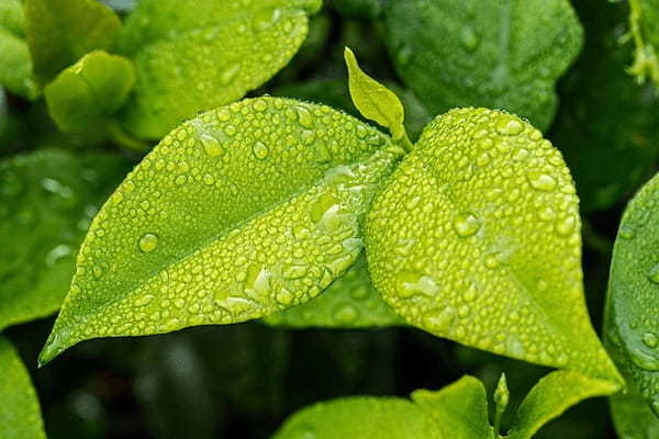 メバリングの時は水温に注目！メバルが釣れやすい適水温やよく釣れるコツもご紹介！