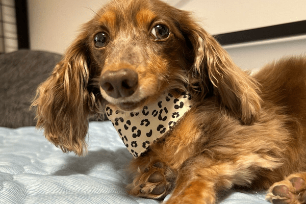 犬の暑さ対策