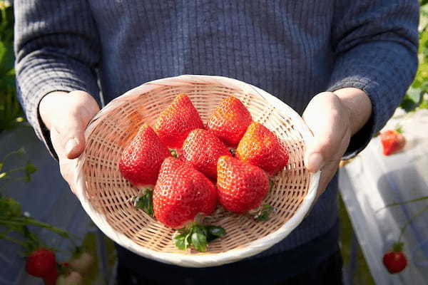 「あまおう」「すいぱらひめ」あなたはどっち派？　2/20からの「ブランドいちご食べ放題」では大人気ブランドいちごの食べ比べを開催！