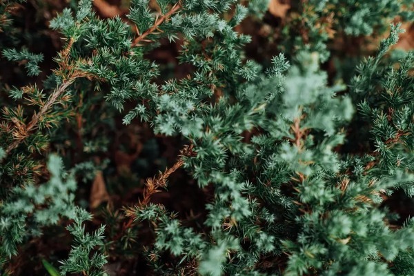 【連載】クリスマスリースに使える生花はどれ?花屋で買える花材<枝もの編>