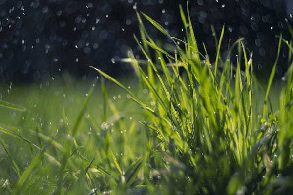 「五風十雨」とはどんな意味の四字熟語?その由来や類義語は?
