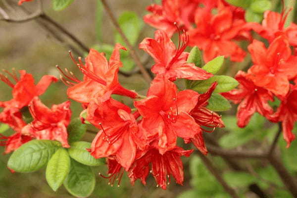 植木などにされる「つつじ」の花の甘い蜜・・・吸うと危険だったかも?!【みなさん子供の頃吸っていました?】