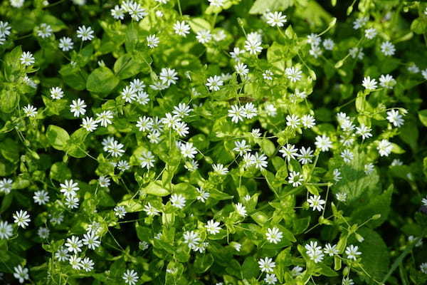 春の七草にもかぞえられる「ハコベ」とはどんな花?食べられるの?花言葉はあるの?