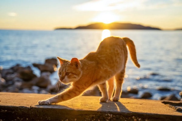 今「密」を避けて旅行するなら猫島！　日本各地の猫天国で癒されよう