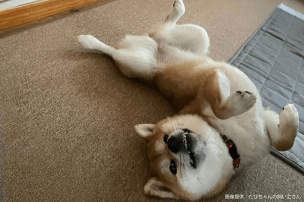 柴犬のたびちゃん