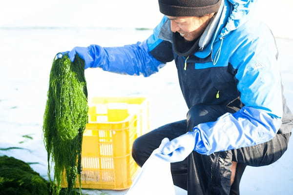 シーベジタブルの香り高い「すじ青のり」を使用したスープ・お粥がSoup Stock Tokyoに期間限定で登場!