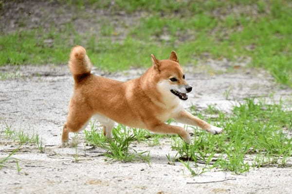 ペットと一緒に楽しもう！北陸・甲信越で人気のおでかけスポット一覧！山梨県・長野県・福井県・石川県・富山県・新潟県