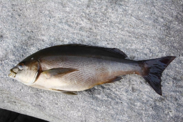 塩焼きが美味しい魚「イサギ」とは？旬の時期や食べ方、釣り方までご紹介！