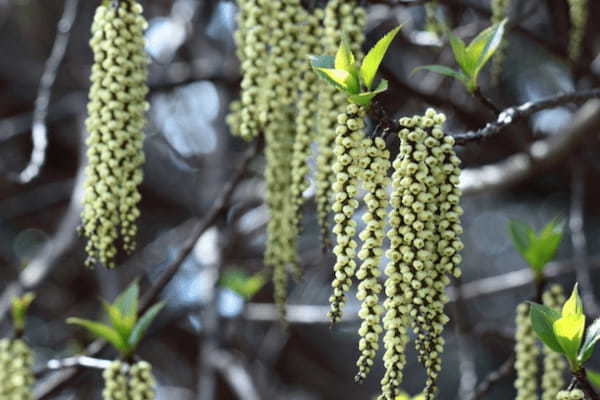 キブシとはどんな花?その花言葉や名前の由来は?