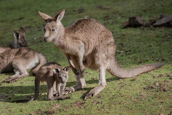【衝撃の事実】オーストラリアで「カンガルー」は厄介者!?人間の2倍以上の数がいる?!?!