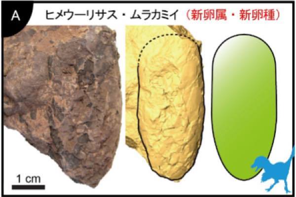 「世界最小」の恐竜の卵化石が兵庫県で発見される！　サイズはウズラの卵ほど