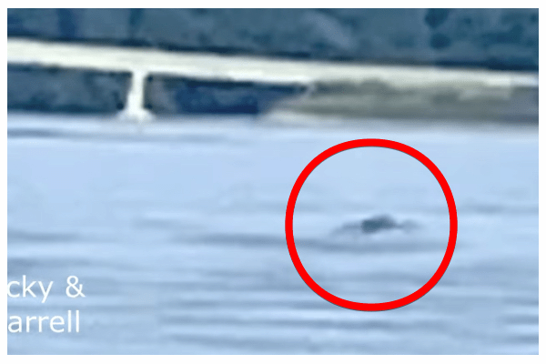 シャンプレーン湖の怪物「チャンプ」か！？犬の散歩中に“黒いこぶ”が泳ぐ衝撃映像の画像1