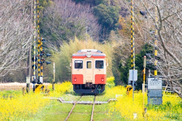 【連載】旅行好きと行く！菜の花の絨毯が広がるローカル線いすみ鉄道の旅