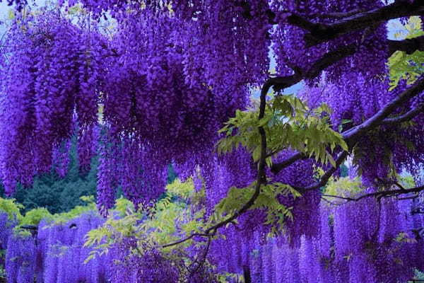 春に咲く「藤の花」の花言葉は?宙にたゆたう姿が美しい藤の花をご紹介!