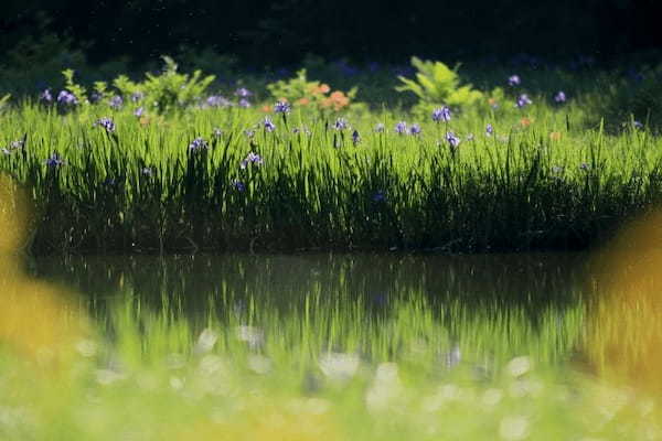 「あやめ」と「しょうぶ」に「かきつばた」、そっくりな花たちの見分け方をご紹介!