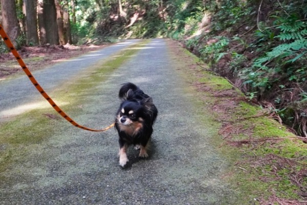 物件数が少なくて犬猫との引越しは大変！ペット可マンション・アパート・戸建の探し方や注意点を物件数データと共に解説