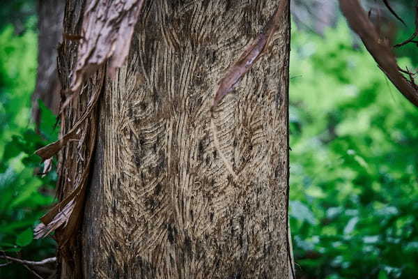 熊による被害の木を活用して作った薪 アウトドア用「くまはぎの薪」