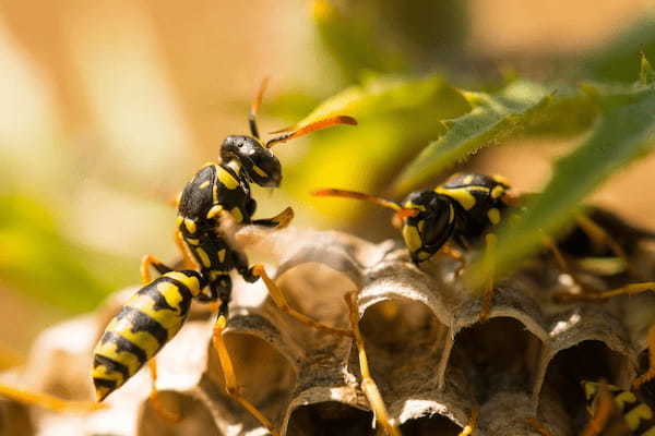 アシナガバチに刺されたらどうなる？症状から対処&治療方法まで徹底解説！