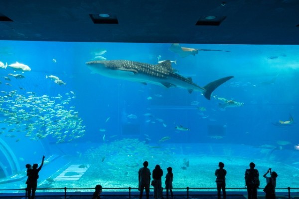 【連載】沖縄の水族館「美ら海水族館」「かりゆし水族館」どちらがおすすめ？