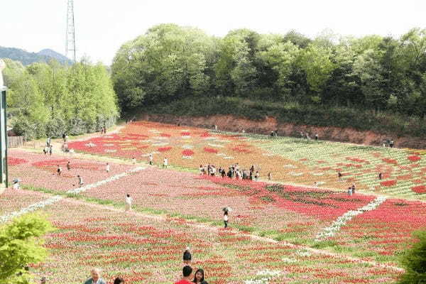 【連載】旅行好きと春を探しに出かけよう！春の時期におすすめ観光スポット4選