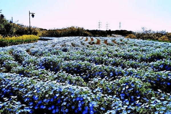 三浦半島最大級の花畑！絶景が楽しめる「ポピー・ネモフィラまつり」