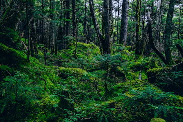 自然の恵みに包まれ豊かな縄文時代を感じる山小屋旅『八ヶ岳 MEGUMI STAY』