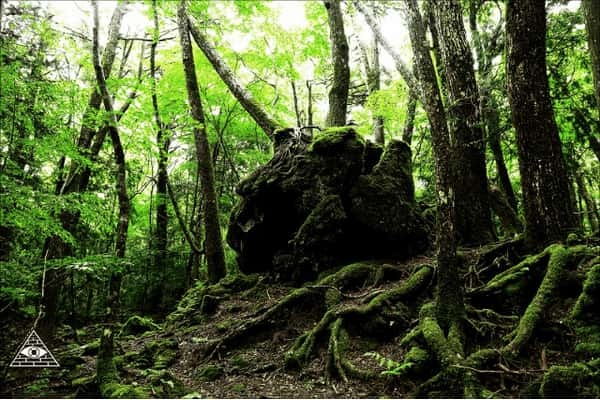 「孕メ三七」青木ヶ原樹海で見つけた不気味な暗号の画像1