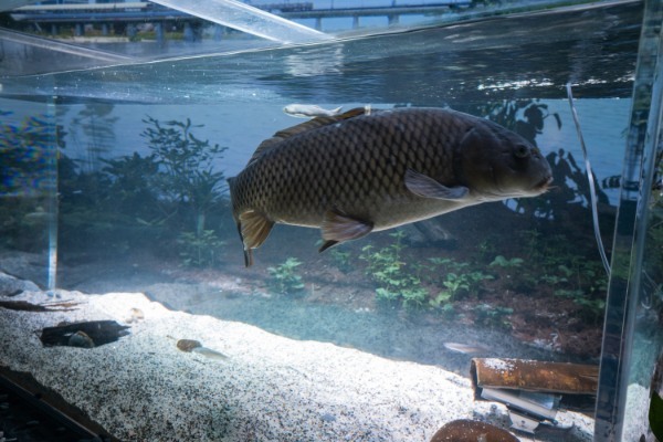 【連載】川崎の最新観光スポット「カワスイ川崎水族館」の楽しみ方を紹介