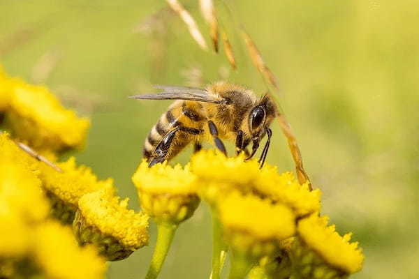 キャンプで注意すべき虫の種類5選！発生場所や簡単な予防・対策もご紹介！